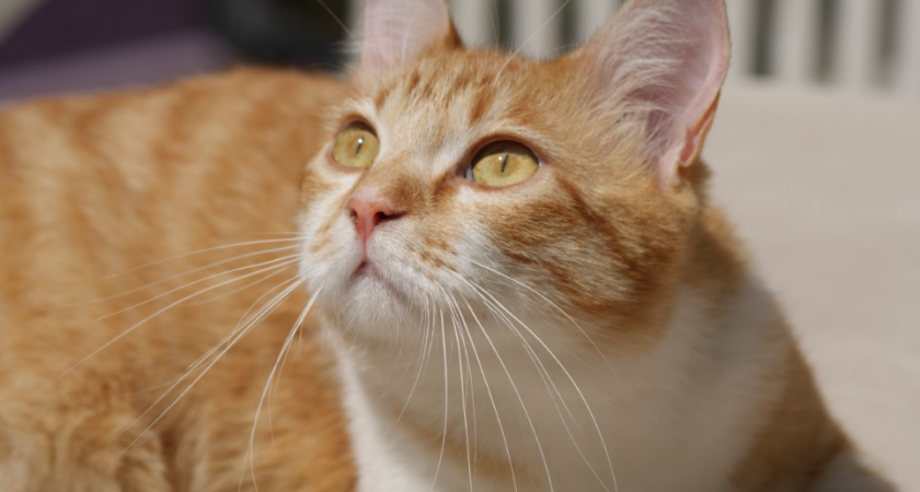 Заметные изменения в поведении кошки. Как понять и что делать 