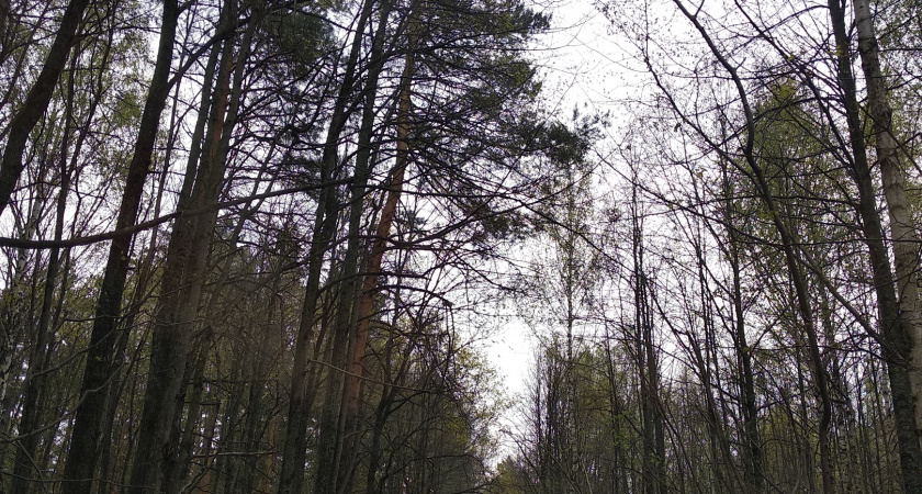 От укусов клещей в 2025 году пострадало 2 616 жителей Пензенской области