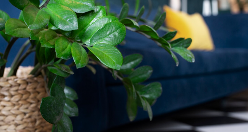 Уход за замиокулькасом: 3 простых правила. Полив, горшок, подкормки 