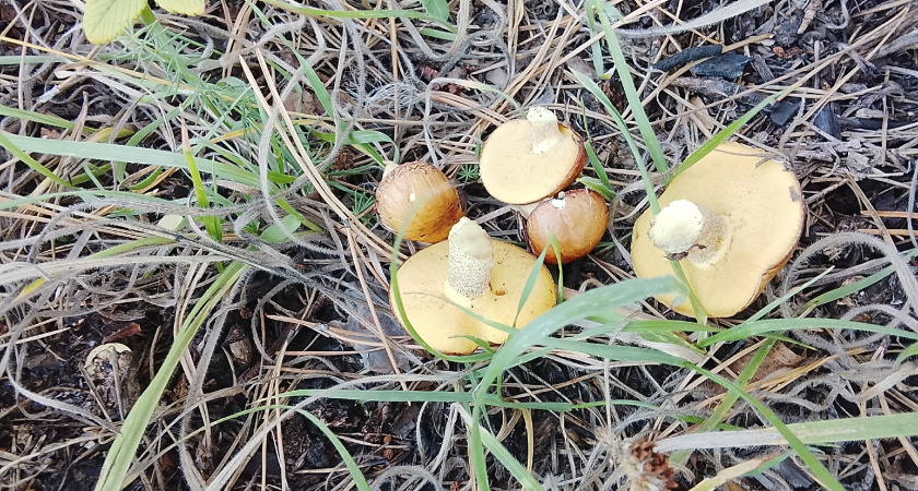 Белый навозник - съедобный гриб для новичков. Где искать и как готовить