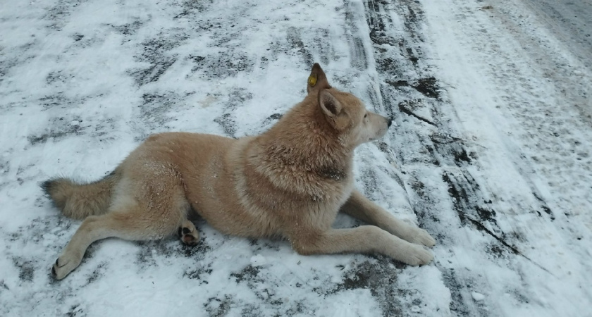 Пензенцы обеспокоены стаями бездомных собак на улицах города