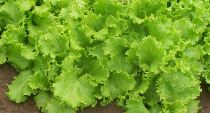 Не выбрасывайте корешки салата! Вырастите новый урожай на кухне