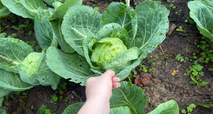 Три проверенных сорта капусты, которые не подведут