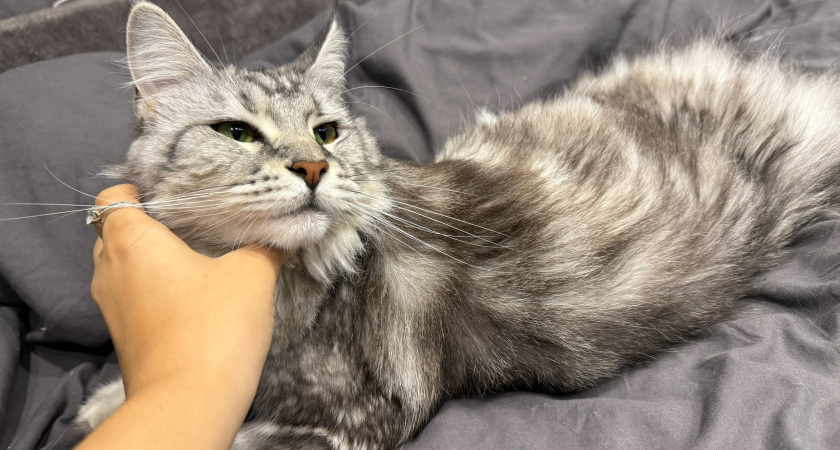 Как имя влияет на характер кошки? Психология кошачьих кличек 