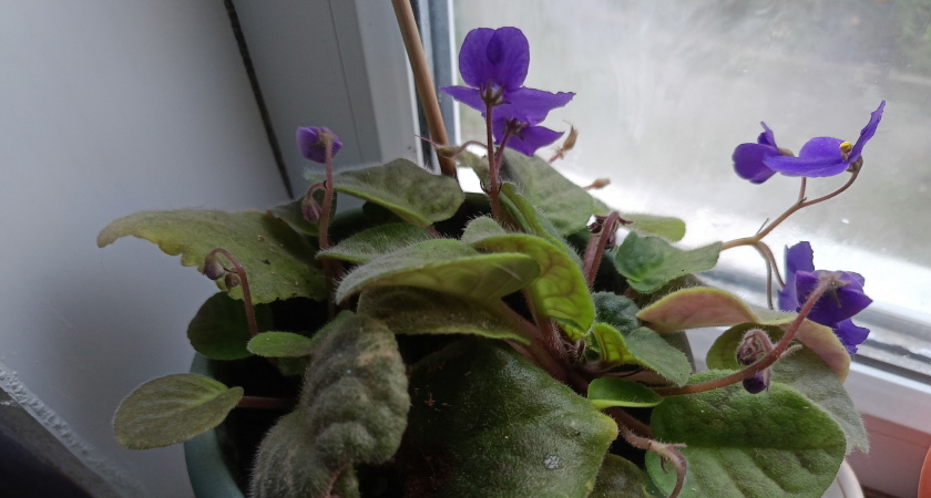 Перекись водорода для цветов: как поливать в ноябре для роста