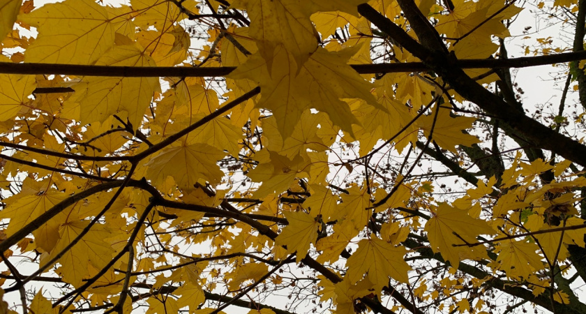 Жители дома на Карпинского жалуются на опасное дерево