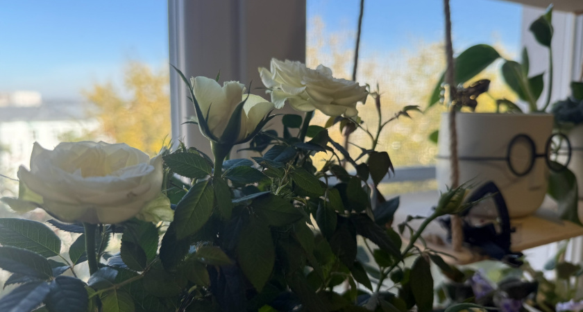 Как сохранить магазинную розу в горшке. Секреты пышного цветения 