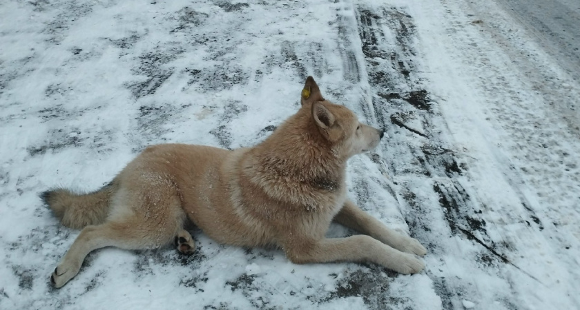 Жители Пензы жалуются на стаи бездомных собак