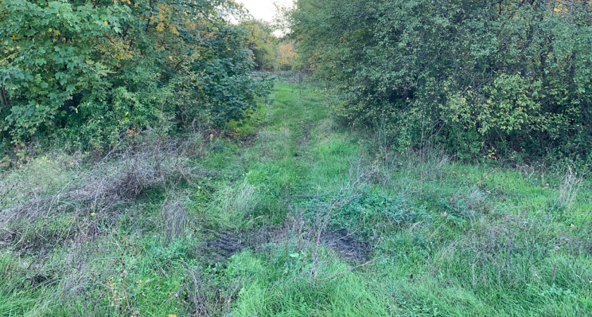 Власти пообещали убрать бурьян на Ново-Казанской в следующем году