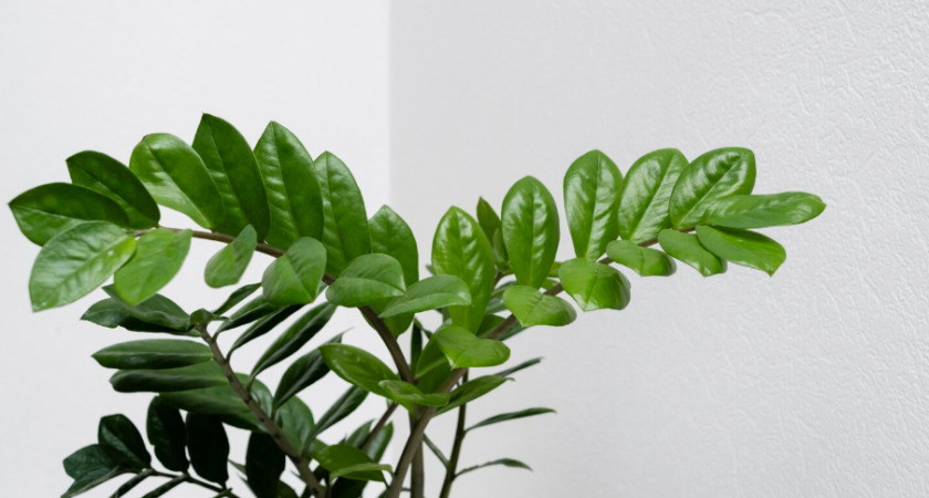 3 простых правила, чтобы денежное дерево зацвело. Секреты ухода для цветения 