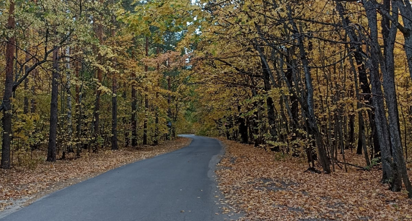 В Пензенской области на прошедшей неделе в результате ДТП погибли две лосихи