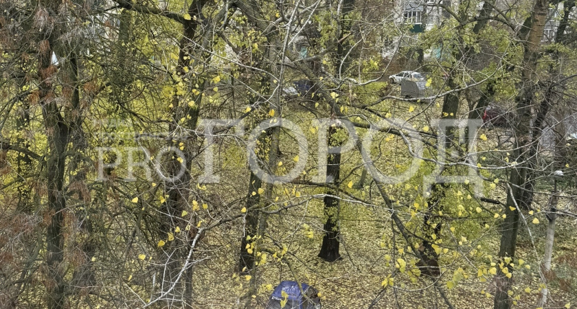 Нависшая угроза: жителей улицы Карпинского больше двух месяцев пугает состояние аварийного дерева