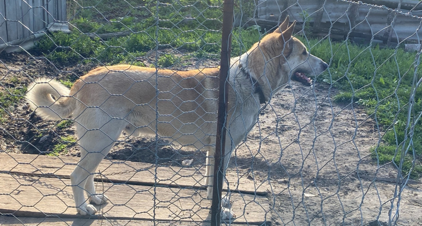 В Башмаковском районе в пользу ребенка, укушенного собакой, взыскано 30 тыс. рублей