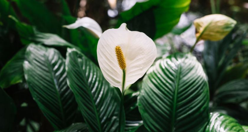 Спиртовая встряска для спатифиллума: как водка стимулирует цветение. Секрет этилена для комнатных растений 