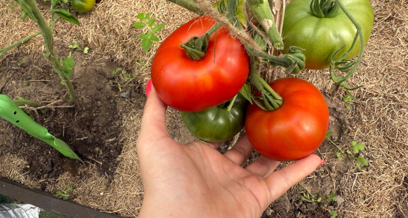 Томат Верша: урожай до 15 кг с метра. Секреты выращивания рекордного сорта