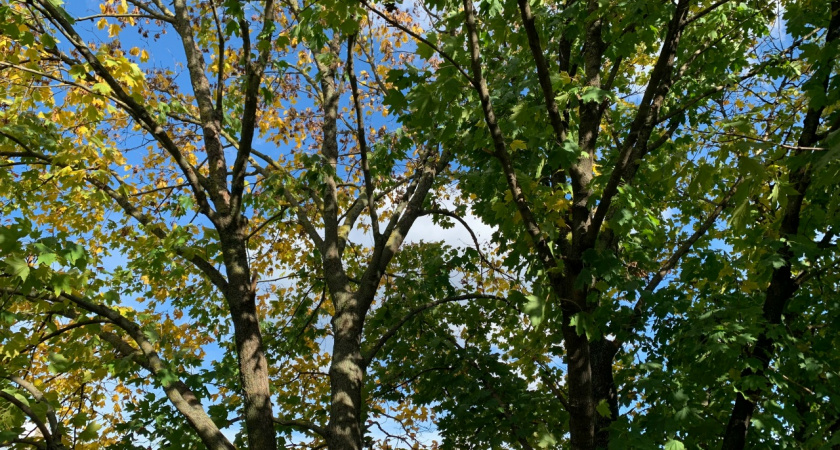 Пензенцам предложили проводить озеленение самостоятельно