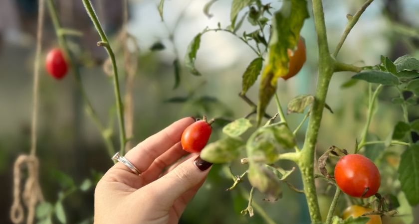 Честные причины отказа от 7 хороших сортов томатов