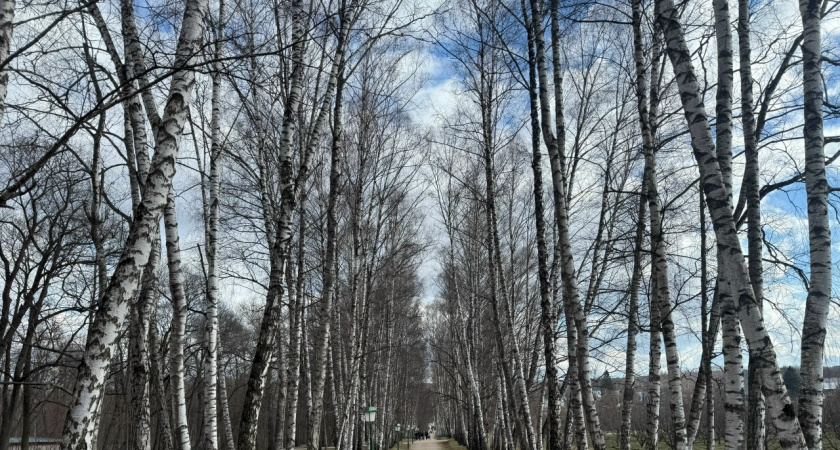 Жители Беково жалуются на опасное дерево