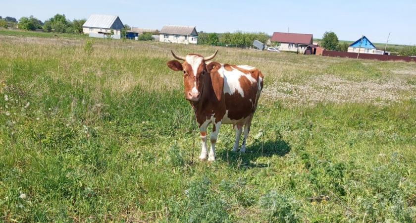 В Неверкинском районе конфликт между соседями из-за сена закончился поездкой в больницу