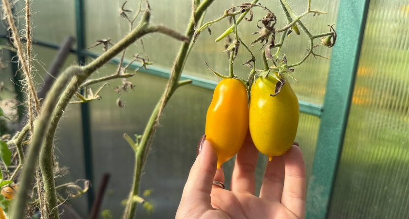 Какие сорта томатов покупают опытные дачники? Топ популярных сортов на 2026 год