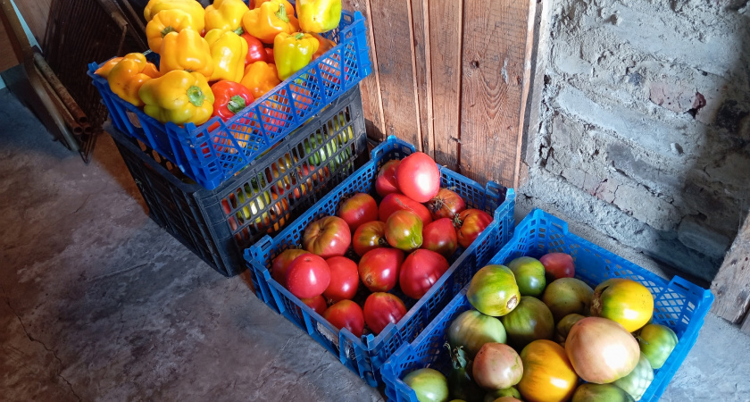 Этот сорт томата завалил меня урожаем в этом сезоне: малоуходный и раннеспелый - не сорт, а настоящий работяга