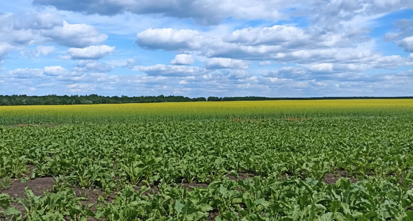 В Пензенской области аграрии смогли намолоть более 650 тысяч тонн подсолнечника