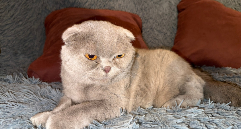 Что происходит с кошкой в последние дни: мурлыка подает знаки хозяину - а мы и не замечаем, что остались считанные часы 