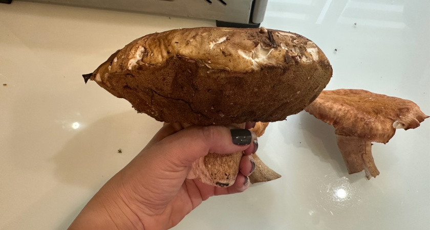 Грибники часто ошибаются и обходят его стройной, а я всю осень собирал его ведрами — самый вкусный и недооцененный деликатес