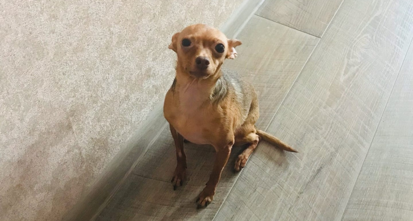 Эти продукты - табу: чем точно нельзя кормить собаку, даже если она умоляюще смотрит - вред в разы превысит пользу