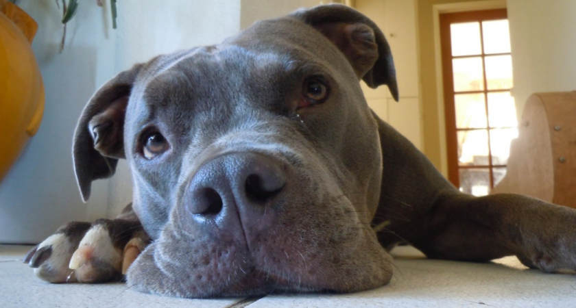 Пожилых собак нужно кормить по особой: только правильной техникой кормления - важное правило для хозяев