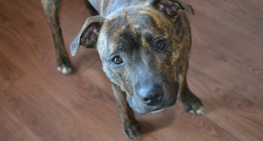 5 пород собак, которые обожают своих хозяев до беспамятства - можно смело заводить себе и детям