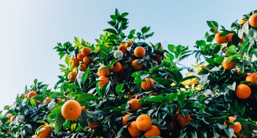 Поехала в Абхазию на заработки на сбор мандаринов и хурмы: честно рассказываю - сколько смогла заработать и есть ли подводные камни