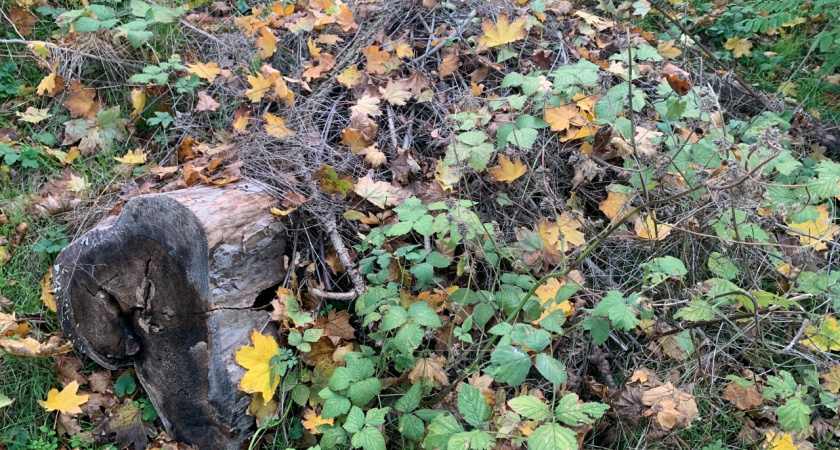 Жители Пензы жалуются на брошенные деревья на Новоселов