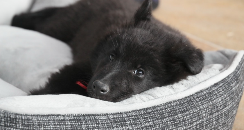 Будут любить до беспамятства: 10 пород собак, которые выбирают одного хозяина на всю жизнь - о таком друге мечтает каждый  