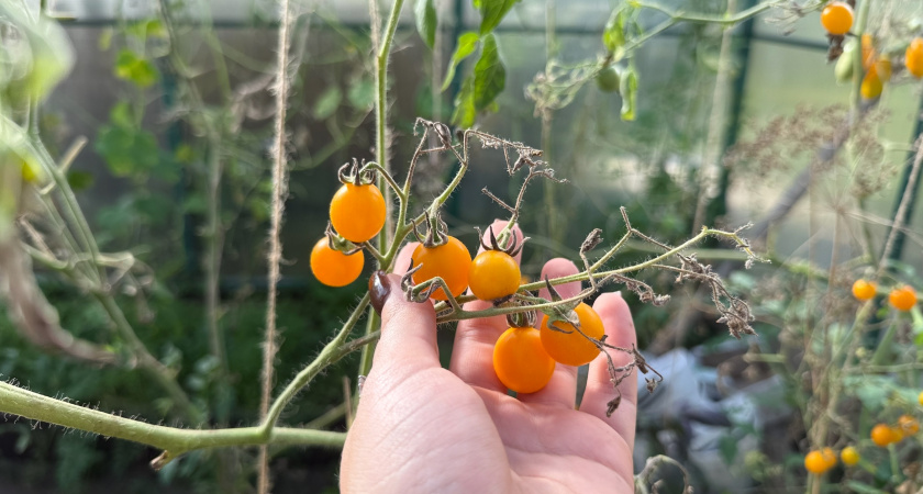 Узнала, какие сорта томатов разбирают в магазинах еще в декабре: на будущий сезон 2026 посажу именно их - решила покупать заранее