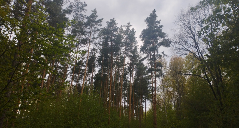 В области определили охранную зону памятника природы «Ахунский сосновый бор»