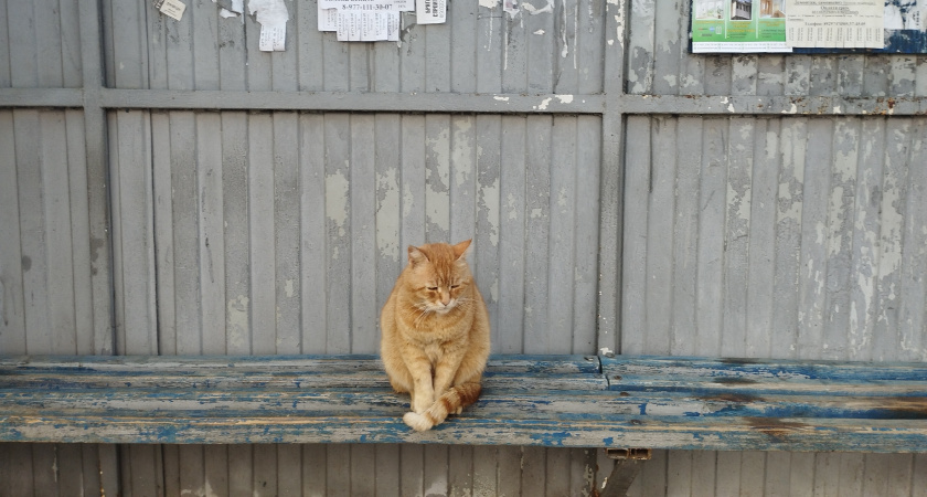 Помнят ли уличные коты то, что их забрали домой - зоопсихолог рассказал про истинные мотивы бродяг