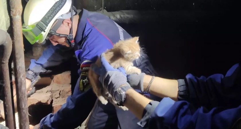 В Пензе спасли котят, упавших в вентиляционную шахту