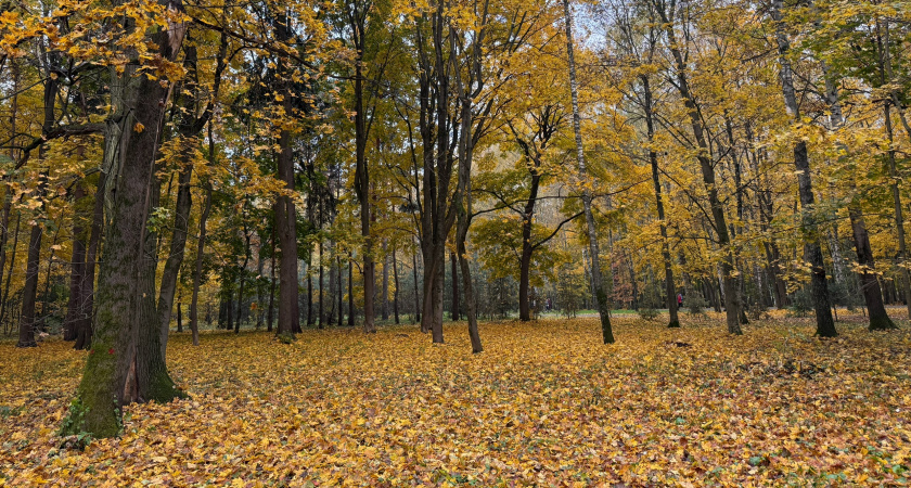 В Пензенской области уменьшилось число незаконных рубок деревьев