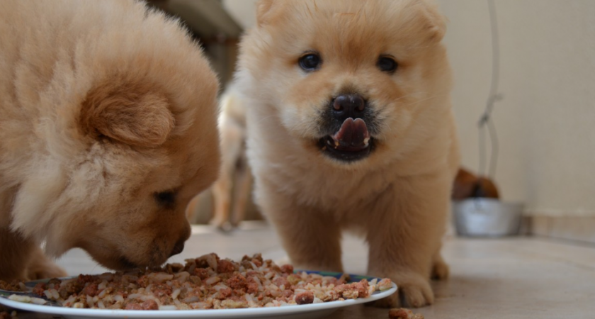 7 упрямых пород собак, которые не поддаются дрессировке: а мы их в квартиры заводим, а потом жалуемся - доводят даже профессионалов