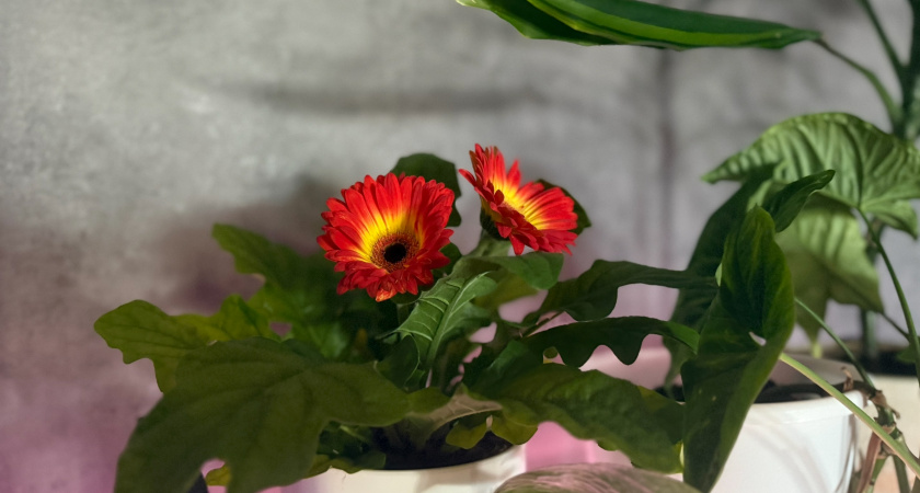 Подкармливаю комнатные цветы 5 средствами с кухни: понадобиться рис, сахар и яичная скорлупа - всю зиму цветут как в мае