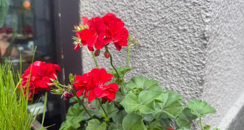 Почему у многих зимой гибнет герань: одна досадная ошибка губит растение, а исправить можно за 5 минут