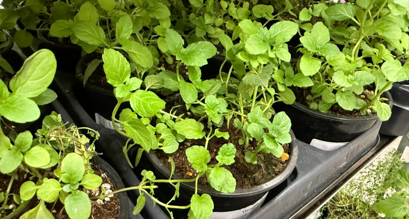 Рассказываю, что сажать на рассаду в декабре, чтобы потом не отдавать все деньги на рынке