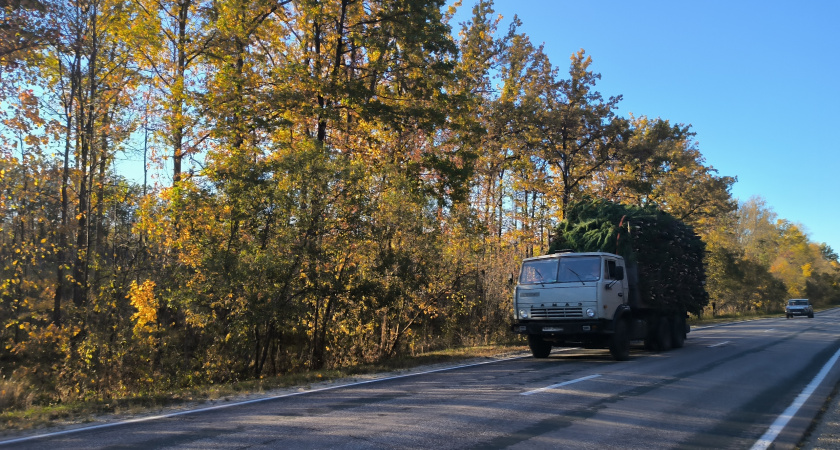 В Пензенской области пройдут рейды по защите хвойных лесов