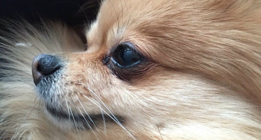 О таких собаках все мечтают: 10 топовых пород 2025 года - красивы, послушны и идеальны для жизни в семье