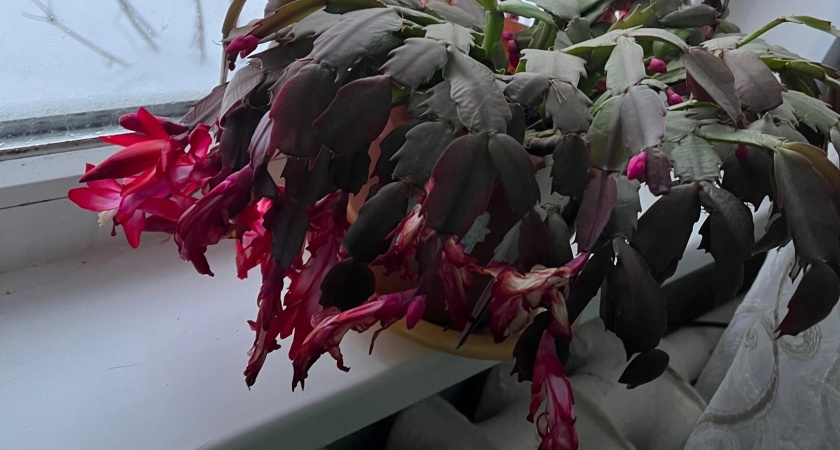 Подкармливаю декабрист в декабре 1 средством для пышного цветения. До весны куст весь в бутонах