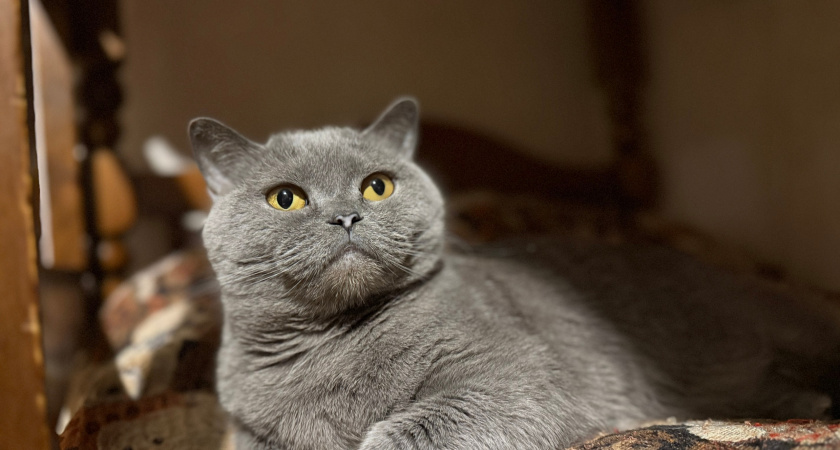 Мы сами медленно губим своих кошек: чем опасно кормить домашних кошек - запомните раз и навсегда