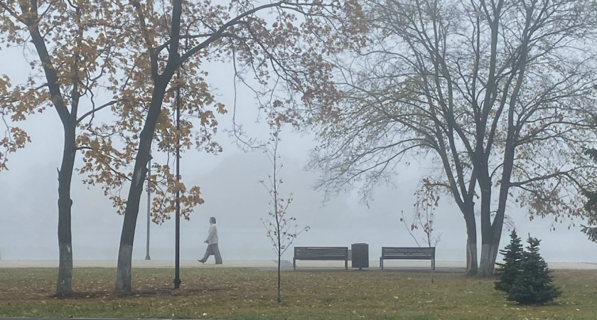 Жители Герцена жалуются на опасные деревья
