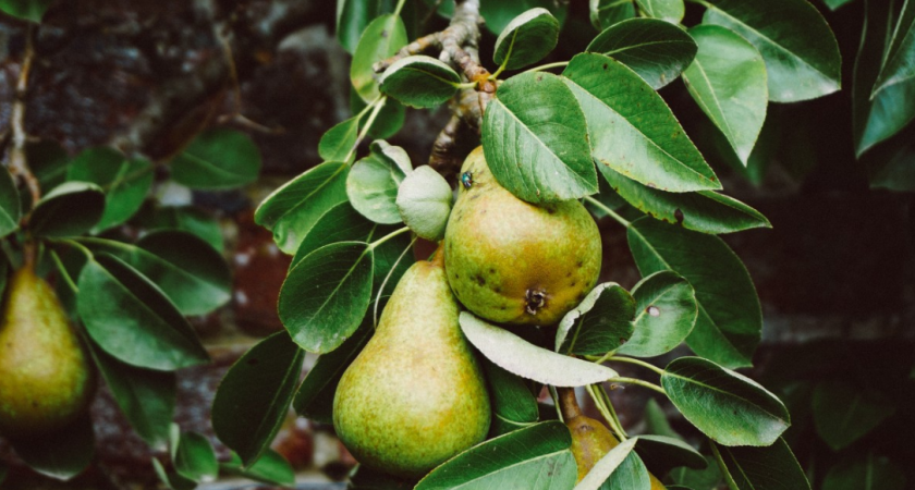 Высадил 5 союзников груши по совету деда-агронома: теперь ветки ломаются от тяжести урожая каждый год - вся хитрость в растениях-соседях