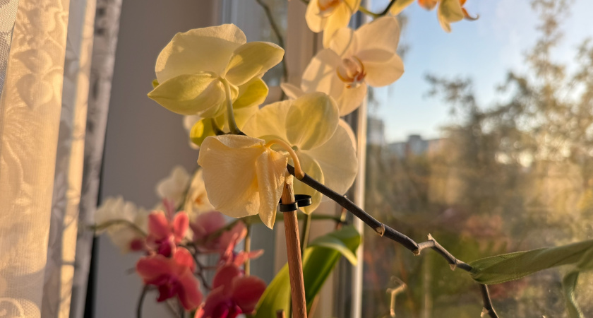 Налейте эту подкормку в орхидеи в декабре даже чахлая зацветёт, а корни полезут со всех сторон, проверено